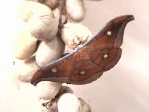 Wild Moth
