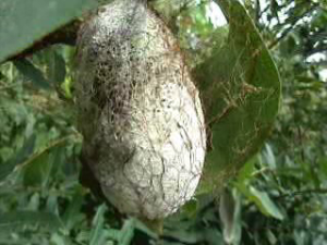 Cocoon for Silk